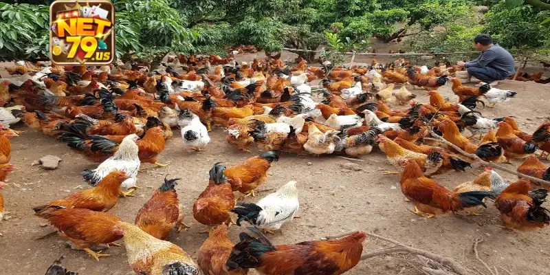 Nét cơ bản về thuốc xổ giun cho gà