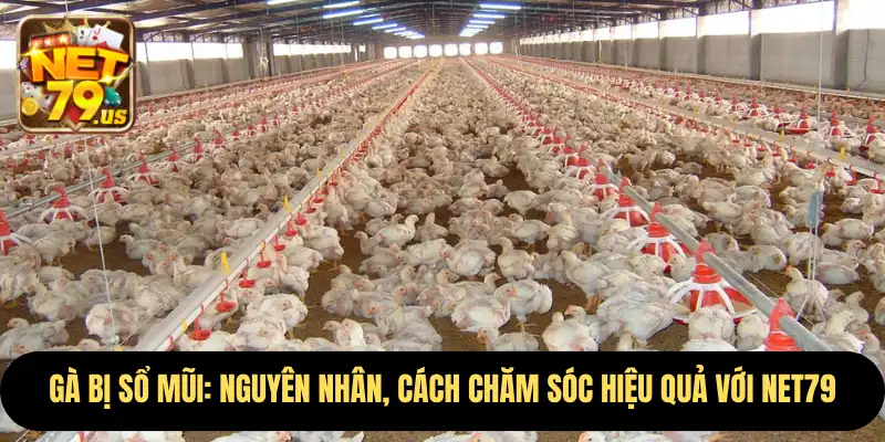 Gà Bị Sổ Mũi